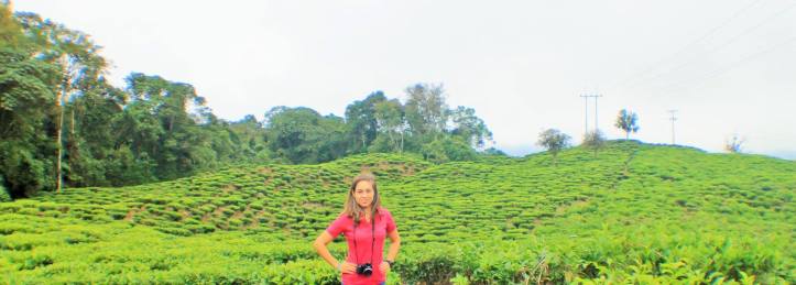 Fincas de té Bitaco Colombia