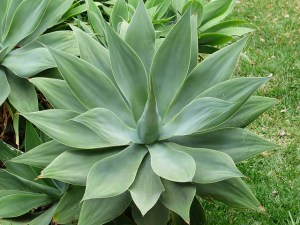 dragon-tree-agave-384361_640